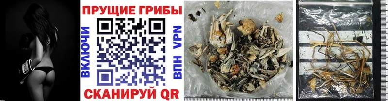 Псилоцибиновые грибы Psilocybine cubensis  Дмитров 